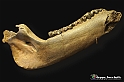 VBS_9058 - Museo Paleontologico - Asti